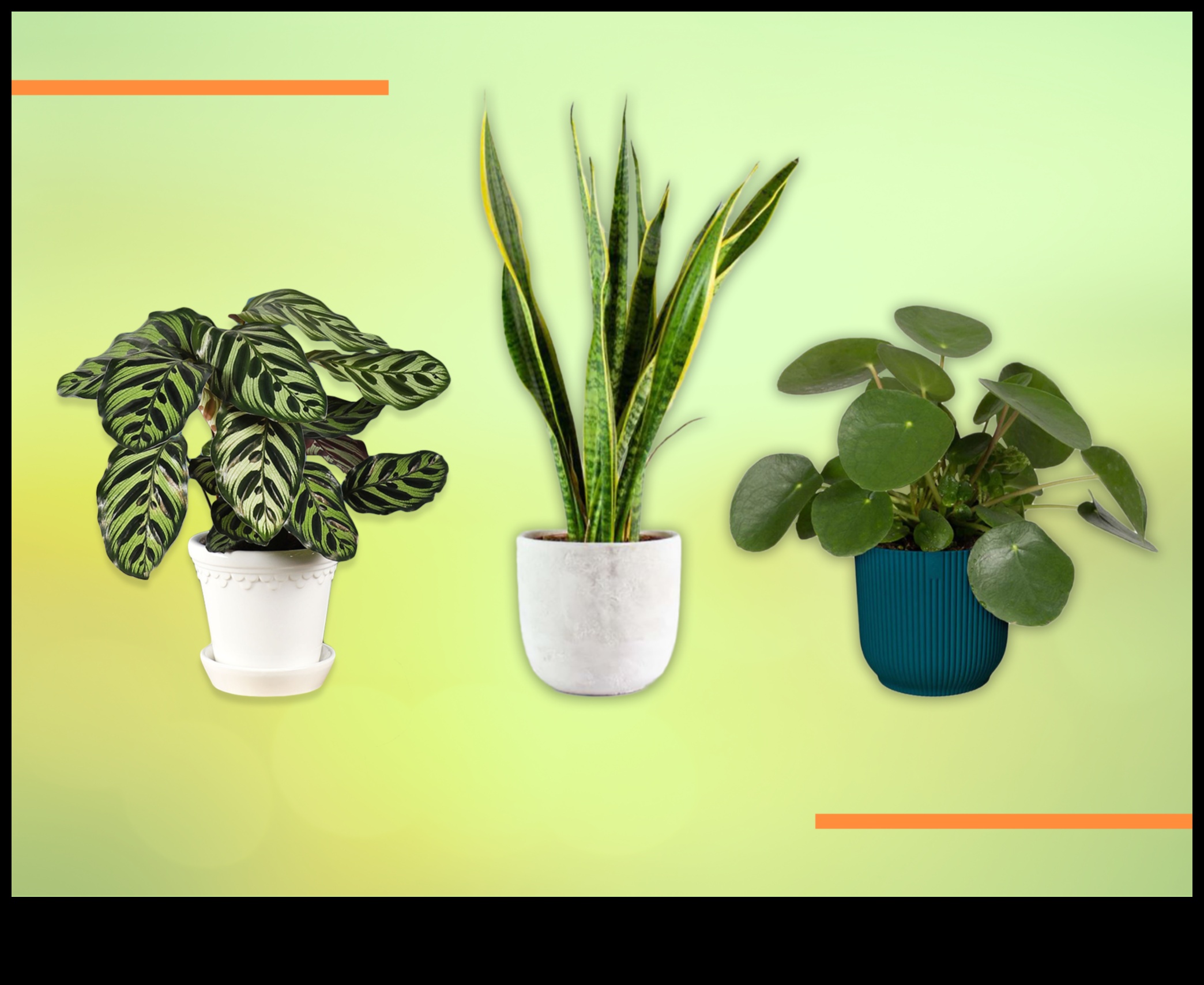 Τα 10 καλύτερα φυτά εσωτερικού χώρου για κάθε σπίτι 3 Ποια είναι τα καλύτερα φυτά για διακόσμηση εσωτερικών χώρων;