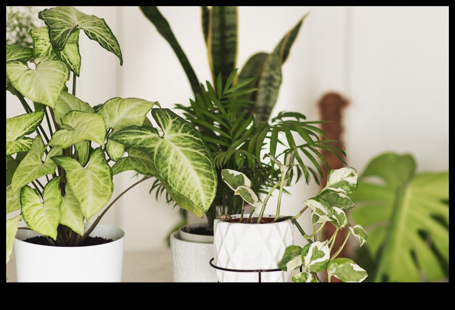 Τα 10 καλύτερα φυτά εσωτερικού χώρου για κάθε σπίτι 4 Ποια είναι τα καλύτερα φυτά για διακόσμηση εσωτερικών χώρων;