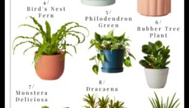 Τα 10 καλύτερα καλλιέργειες εσωτερικού χώρου για κάθε περιοχή 2 Ποια είναι τα καλύτερα φυτά για διακόσμηση εσωτερικών χώρων;